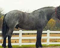 blue-roan-none-horse