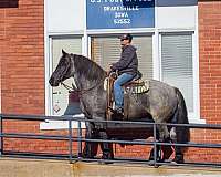 beginner-safe-percheron-horse