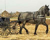 family-horse-percheron