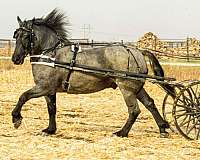 trail-percheron-horse