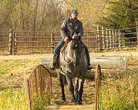 draft-percheron-horse