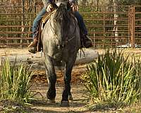 percheron-horse