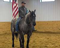 athletic-percheron-horse