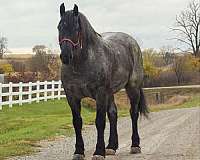 beginner-percheron-horse