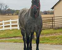 experienced-percheron-horse