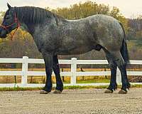 kid-safe-percheron-horse