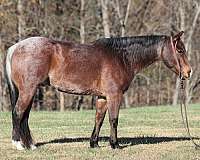 quarter-horse