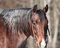 ranch-work-quarter-horse