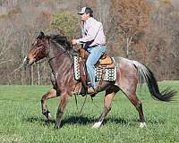 beginner-quarter-horse