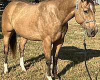 all-around-quarter-horse