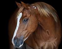 ranch-work-quarter-horse