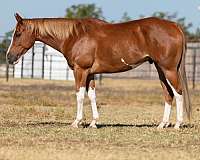 athletic-quarter-horse