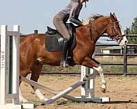 beginner-quarter-horse