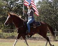 husband-safe-quarter-horse