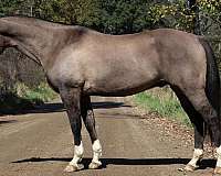 all-around-quarter-horse