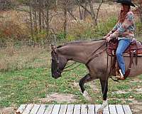 hunt-seat-equitation-quarter-horse