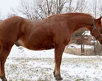 all-around-quarter-horse