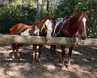 dressage-quarter-horse