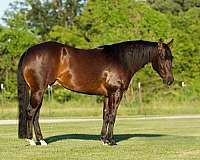 beginner-safe-quarter-horse