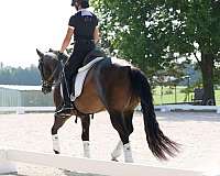 athletic-quarter-horse