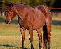 ranch-work-quarter-horse