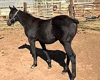 grey-pastern-horse