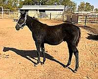 quarter-colt-horse