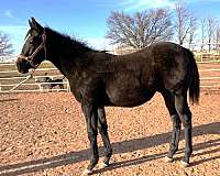 quarter-colt-horse