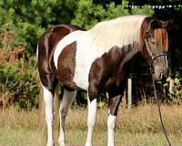 tobiano-4-stockings-horse