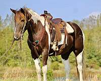 athletic-quarter-horse