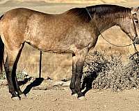 buckskin-star-horse