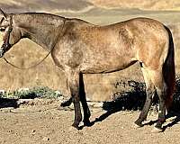 quarter-horse