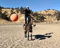 family-horse-quarter