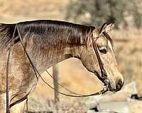 ranch-work-quarter-horse