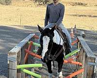 beginner-quarter-horse