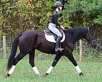 beginner-safe-quarter-horse