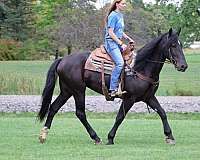 trail-quarter-horse