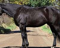 athletic-quarter-horse