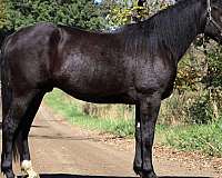 beginner-quarter-horse