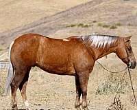 quarter-horse