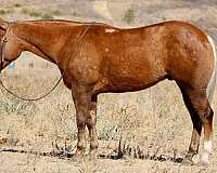 beginner-safe-quarter-horse