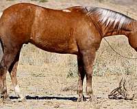 ranch-work-quarter-horse