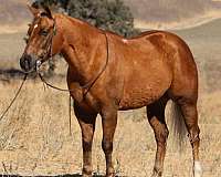 trail-quarter-horse