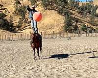 ranch-quarter-horse