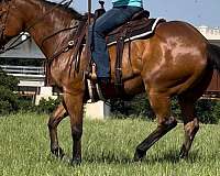 ranch-work-quarter-horse