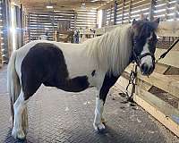 show-miniature-paint-horse