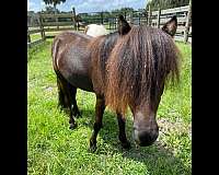 miniature-gelding