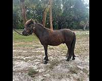 miniature-horse-for-sale