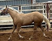 triple-registered-halter-show-horse