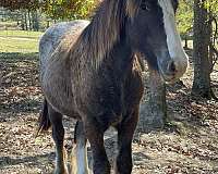 black-blanket-but-4-white-socks-horse